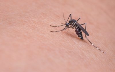 80 out of 81 provinces in PH tagged as malaria-free