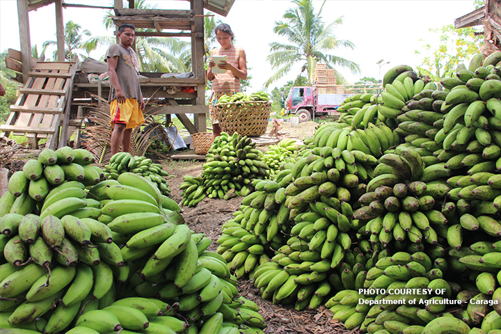 Dry season pulls down banana export output