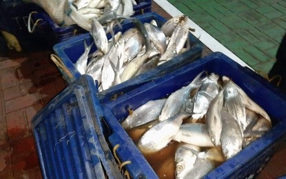 900 kilos of “dead” bangus seized in Dagupan