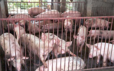 Iloilo reports 1st case of African swine fever