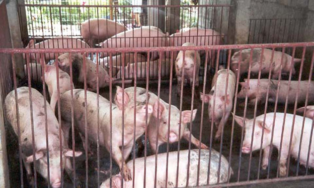 ASF scare affects hog industry
