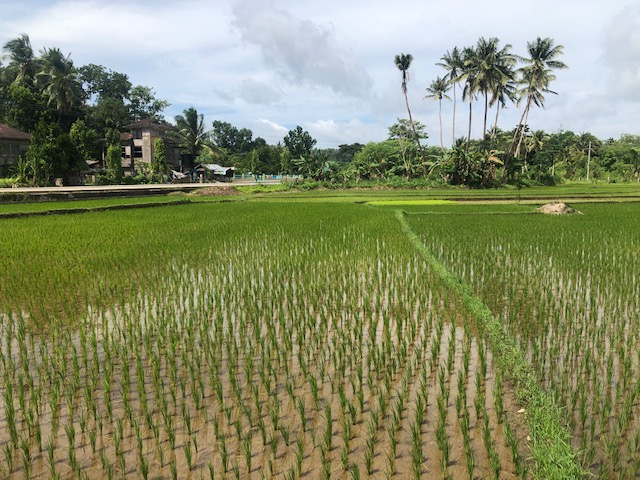 More funds to reduce climate impact of rice farming sought