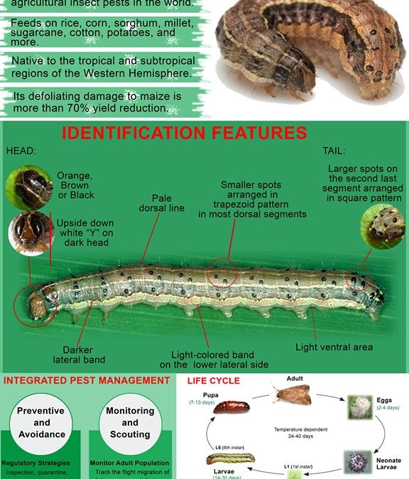 Fall Armyworm infestation in Negros Occidental not alarming – agri official