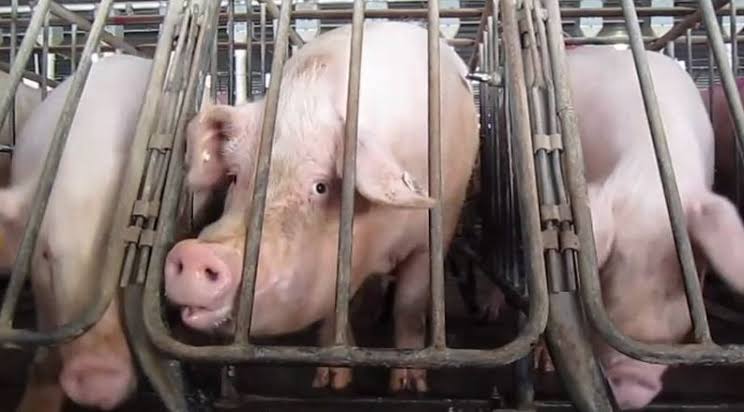 NegOcc remains firm on pork ban amidst DILG’s order