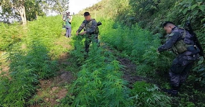 P20-M worth of marijuana destroyed in Cordillera