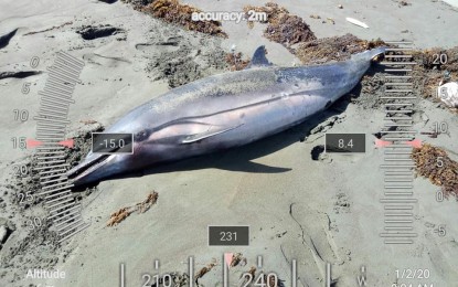 “Lumod” dolphin found dead in Surigao