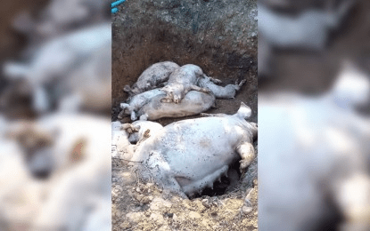 900 ASF-infected hogs culled in Bulacan town