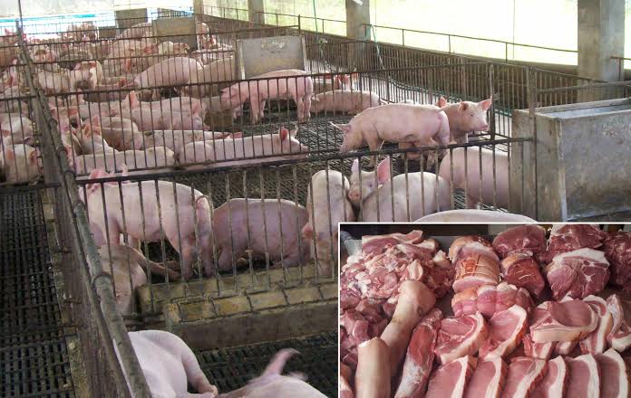 GenSan bans live pigs and pork products from Davao Occ.
