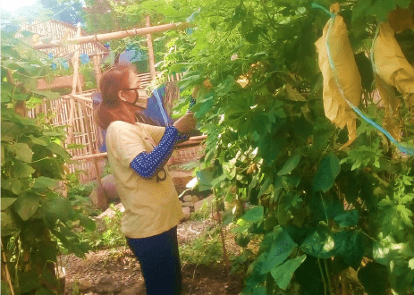 Taguig urban farmers sustain livelihood with nutritious food despite lockdown