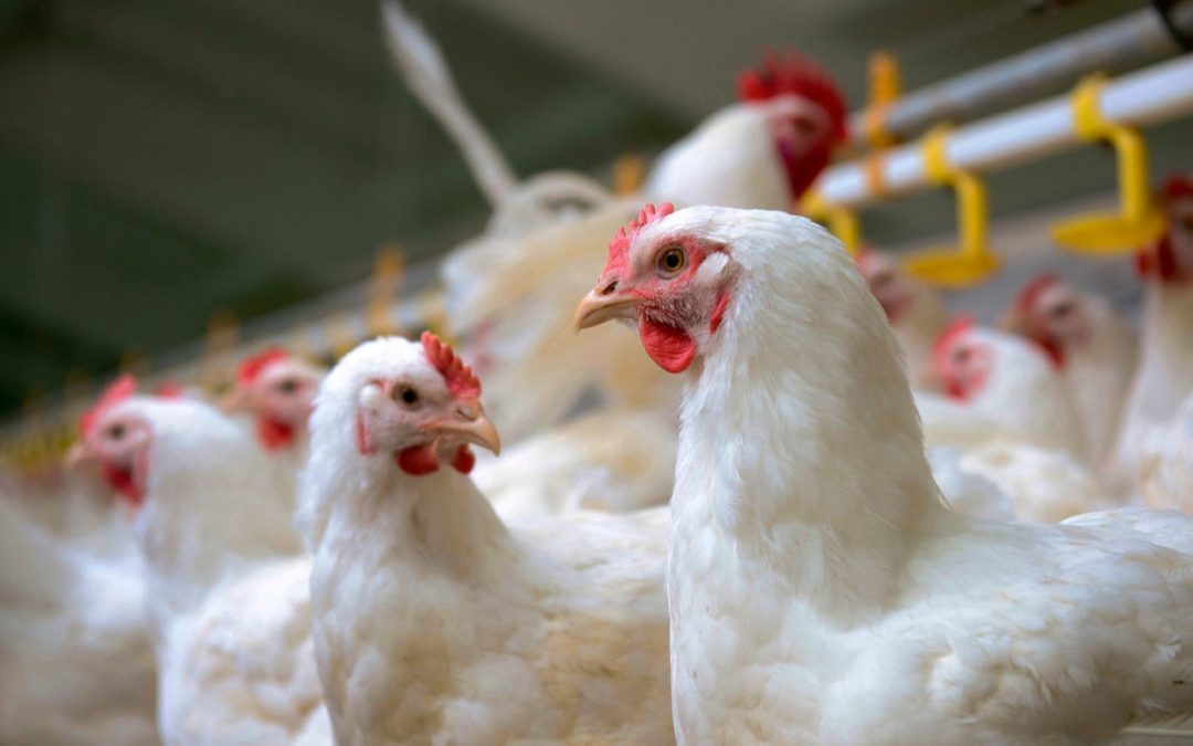 Agri dep’t regulates movement of live poultry due to Avian flu