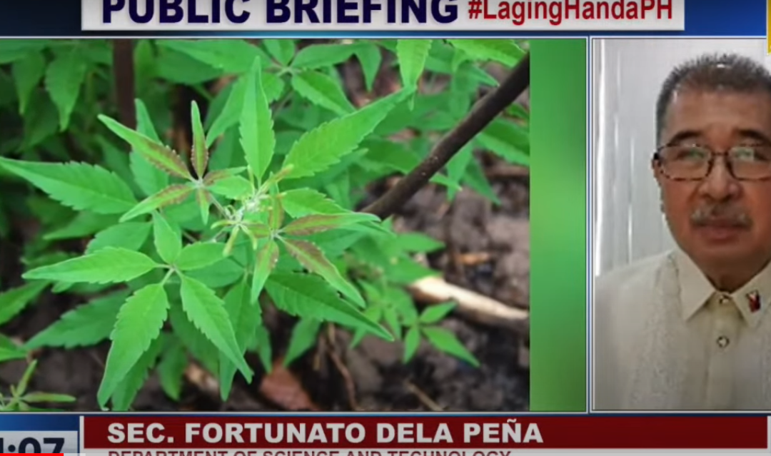 DOST: Lagundi helps quicker recovery from Covid-19 symptoms